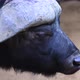 Close Up of an African Buffalo Syncerus Caffer or Cape Buffalo Eating in the Savannah of South - VideoHive Item for Sale
