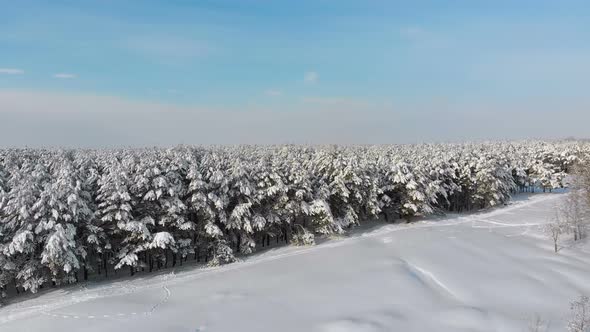 Aerial View on Winter Pine Forest and Snow Path on a Sunny Day