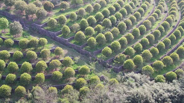 Tea plantation in mountain