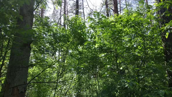 Beautiful Green Forest on a Summer Day Slow Motion