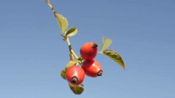 Slow motion of red Rosa canina against blue sky 1080p FullHD tilting footage - Rose hips on the wind