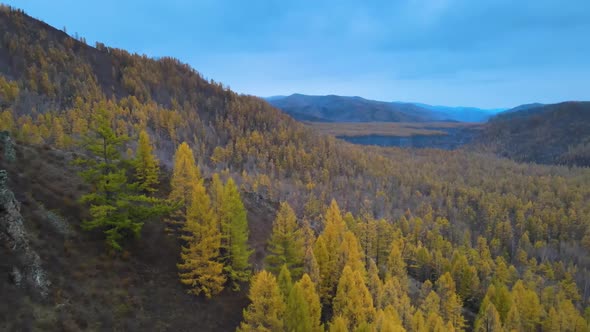 Panorama Over the Mountain and the Fabulous Autumn Coniferous Forest Republic of Tuva Russia