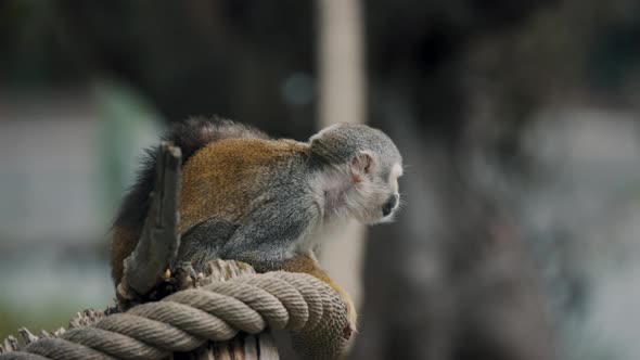 Squirrel Monkey Looking Around While Sitting On The Thick Rope. - close up