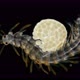 Female Worm Polychaeta with Eggs Under a Microscope, Family Syllidae, Possibly Autolytus Sp. - VideoHive Item for Sale