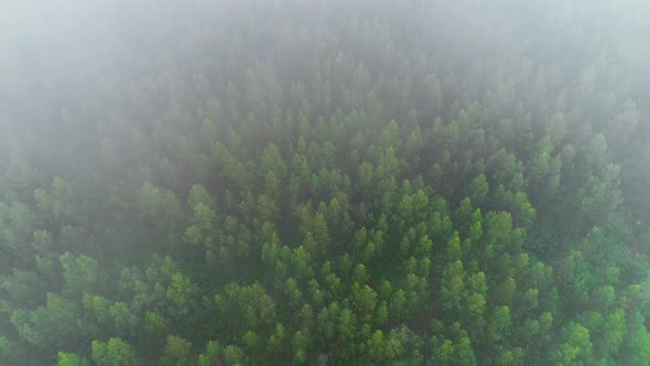 Misty Forest Aerial
