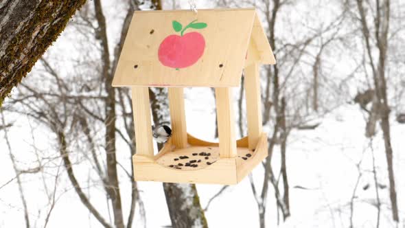 Bird Feeder in the Park