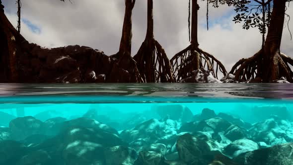 Above and Below the Sea Surface Near Mangrove Trees alt