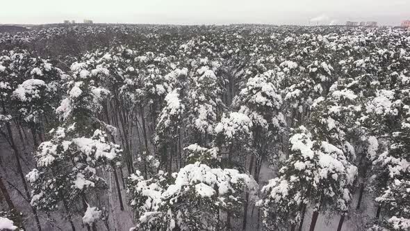 Winter forest. Aerial