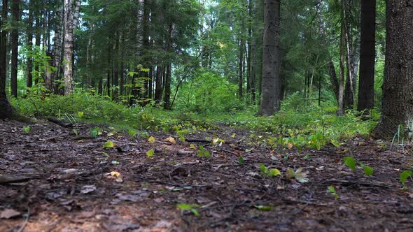 Motion In Summer Forest