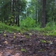 Motion In Summer Forest - VideoHive Item for Sale