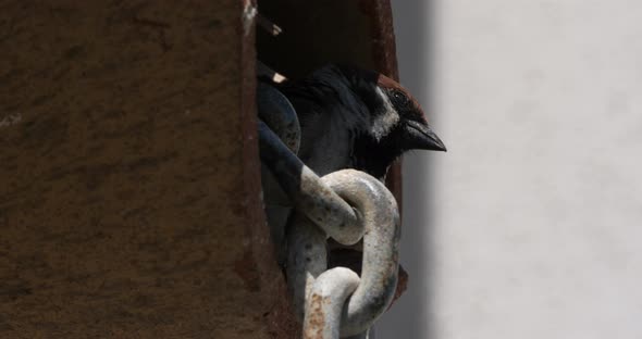 A domestic sparrow under a tiled roof