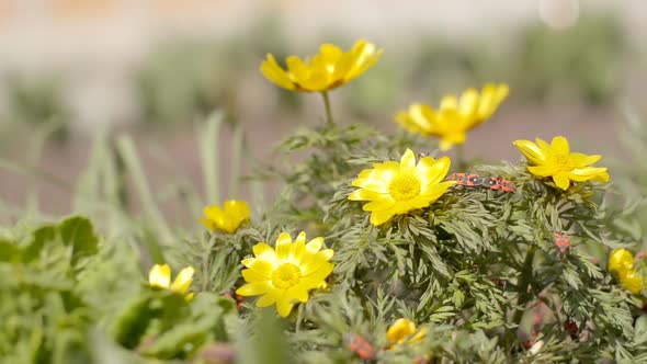 Yellow Flowers