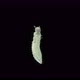 Young larva of beetle Dermestes lardarius under a microscope, of family Dermestidae - VideoHive Item for Sale