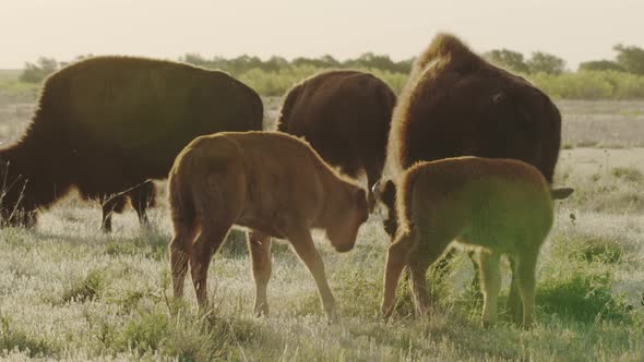 Family of bison on a prairie at sunset