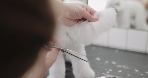 Maltese Lapdog Grooming. Haircut in the Salon for Animals