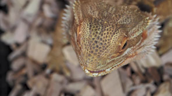 Agama or Dragon Lizards. Close Up Portrait of Lizard. Slow Motion.