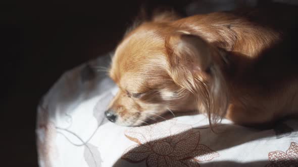 Adorable Funny Longhair Chihuaha Dog Sleeps on Plaid