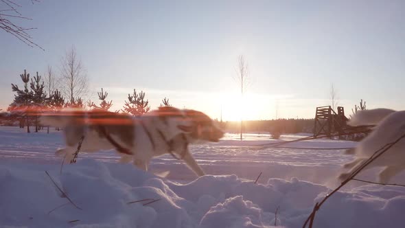 A Team of Sled Dogs Pulling a Sled Through the Wonderful Winter Calm Winter Forest