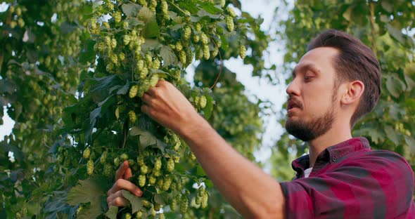 A Farmer Evaluates the Hop Aroma Closeup of a Man Inspecting and Smelling Fresh Hop Cones Used in