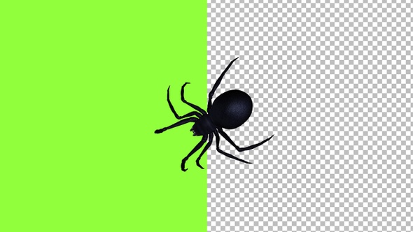 Walking Spider - Large Black - Transparent and Green Screen