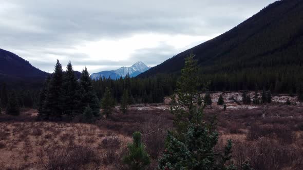 Mountain with pine tree forest hills yellow grass