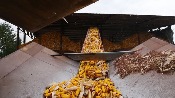 Sorting The Corn In Slow Motion