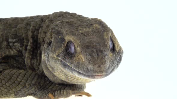 Savannah Monitor Lizard - Varanus Exanthematicus on White Background. Close Up. Macro