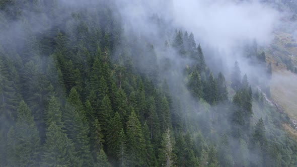 Forest Mist in a Vale During Rain