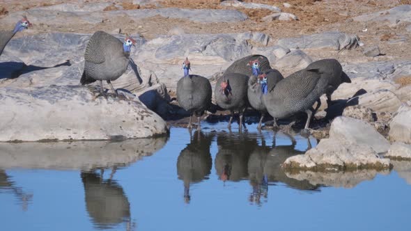 Group Helmeted guineafowl drinking water from a pond