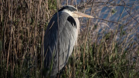 bird animal wild carmargue