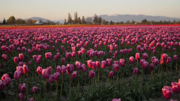 Moving through field of pink tulips