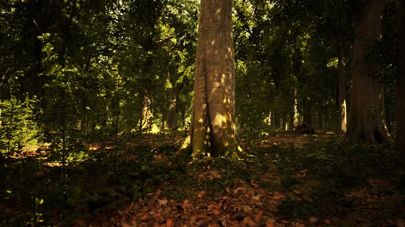 Thick Dark Forest with Moss and Sun Rays Shining Trough