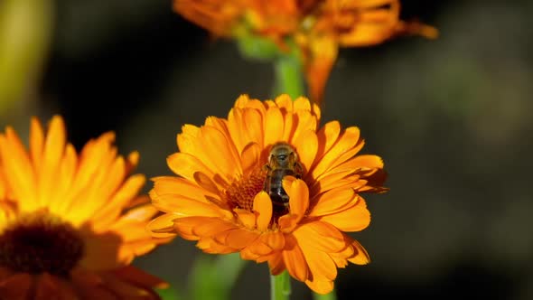 Bee on a Orange Marigold