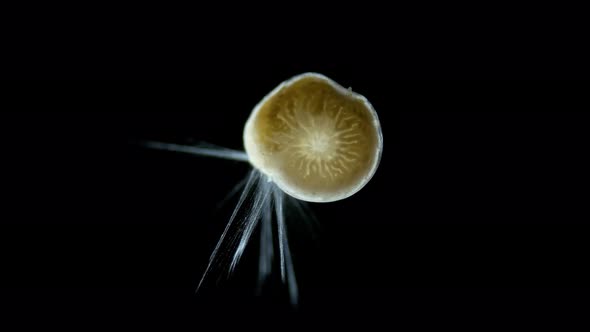 Foraminifera Under a Microscope Class Rotaliata Possibly Order Rotaliida