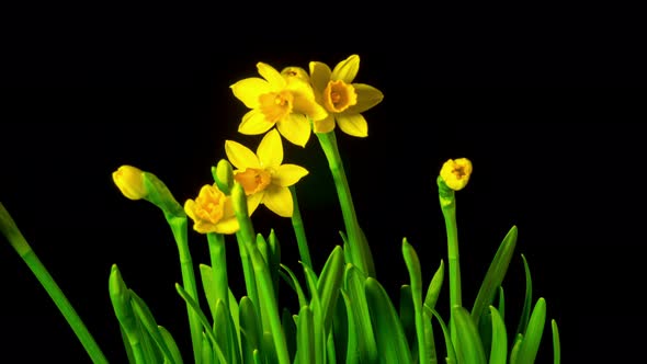 Yellow Daffodils Bloom