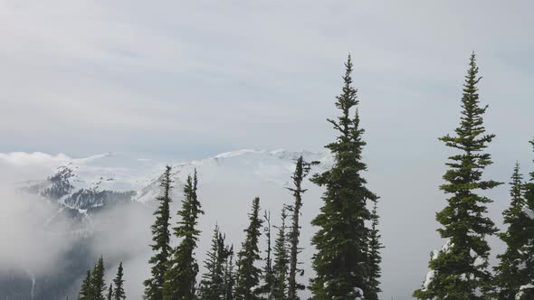 Snowy Forest on Top of the Mountains in Winter During Sunny Morning