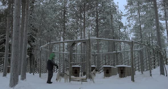 Child Looking at Husky Dogs in Outdoor Cage