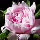 Peony Flowering - VideoHive Item for Sale