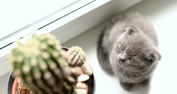 Cute playful british gray kitten playing on windows near houseplants