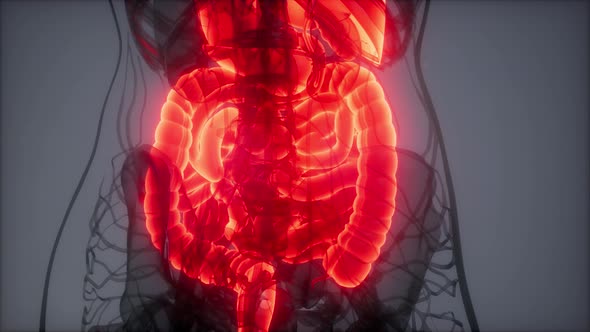 3d Illustration of Human Digestive System Parts and Functions alt