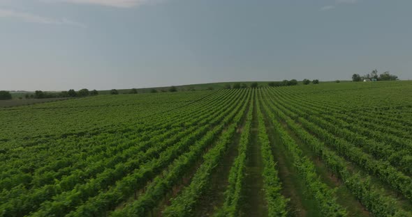 aerial sideways movement from right to left over vineyard