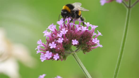 A bumblebee taking nectar and pollinating a flower.