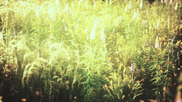 Wild Field Flowers at Summer Sunset