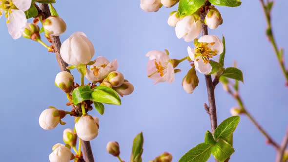 Time lapse video of the blossoming of white petals of a cherry flower.