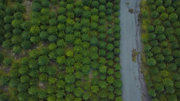 Aerial top-down view over pine tree plantation