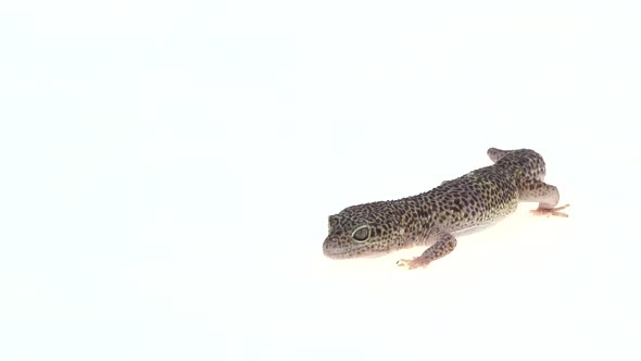 Leopard Gecko Standard Form, Eublepharis Macularius in White Background. Close Up