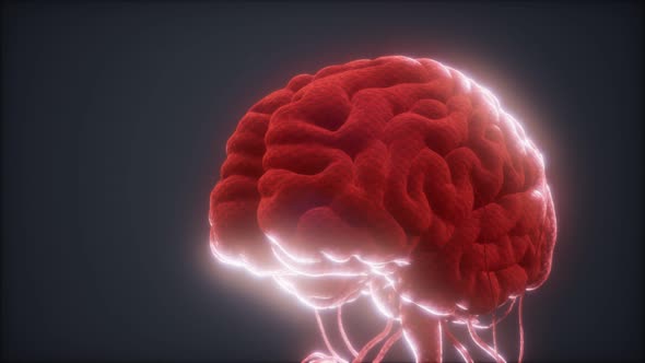 Animated Model of Human Brain alt