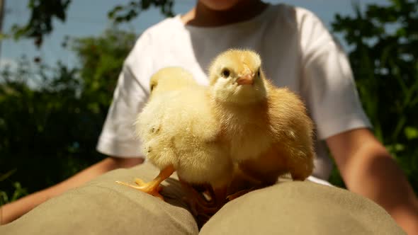 Little Cute Yellow Chickens Sit on the Lap of the Boy