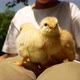 Little Cute Yellow Chickens Sit on the Lap of the Boy - VideoHive Item for Sale