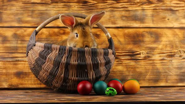 Little Brown Fluffy Cute Rabbit Sits in a Wicker Basket with Multicolored Assorted Easter Eggs on a